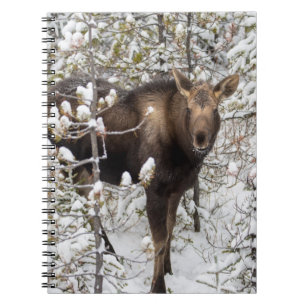 Kutest Baby Animals   Moose Calf Notitieboek