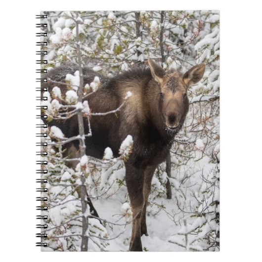 Kutest Baby Animals | Moose Calf Notitieboek (Voorkant)