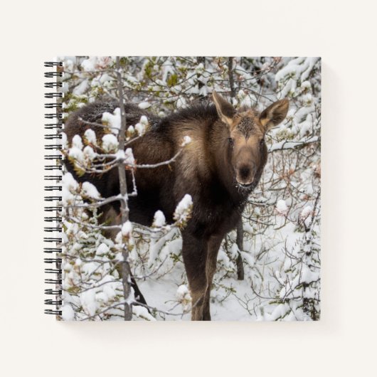 Kutest Baby Animals | Moose Calf Notitieboek (Voorkant)