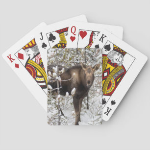 Kutest Baby Animals   Moose Calf Pokerkaarten