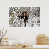 Kutest Baby Animals | Moose Calf Poster (Keuken)