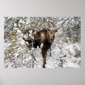 Kutest Baby Animals | Moose Calf Poster (Voorkant)
