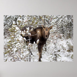 Kutest Baby Animals Moose Calf Poster
