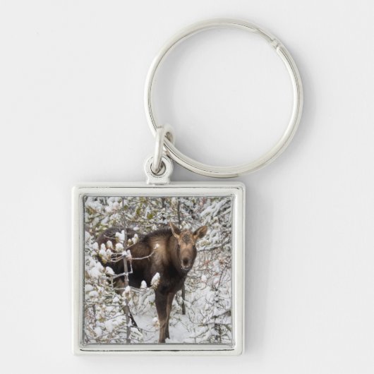 Kutest Baby Animals | Moose Calf Sleutelhanger (Voorkant)