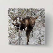 Kutest Baby Animals | Moose Calf Vierkante Button 5,1 Cm (Voorkant)