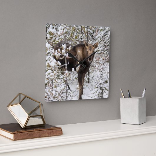 Kutest Baby Animals | Moose Calf Vierkante Klok (Kantoor)