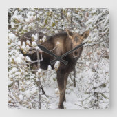 Kutest Baby Animals | Moose Calf Vierkante Klok (Voorkant)