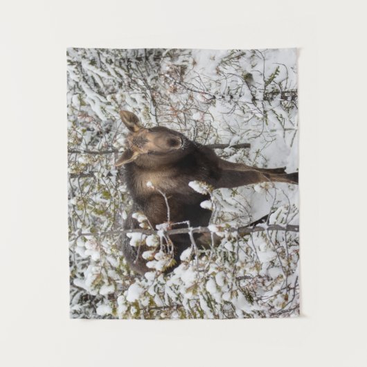 Kutest Baby Animals | Moose Calf Wandkleed (Voorkant)