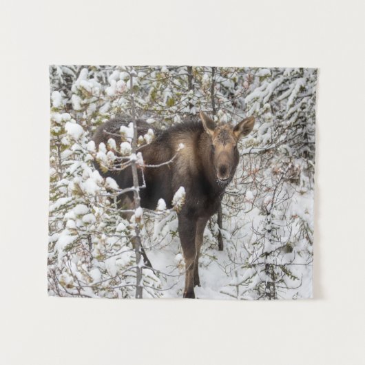 Kutest Baby Animals | Moose Calf Wandkleed (Voorkant (horizontaal))