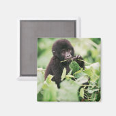 Kutest Baby Animals | Mountain Gorilla Baby Magneet (Voorkant / Achterkant)