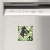 Kutest Baby Animals | Mountain Gorilla Baby Magneet (Insitu (Vaatwasser))