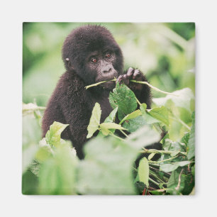 Kutest Baby Animals   Mountain Gorilla Baby Magneet
