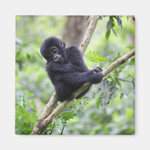 Kutest Baby Animals   Mountain Gorilla Baby Magneet