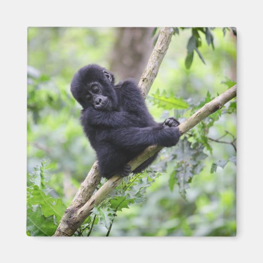 Kutest Baby Animals | Mountain Gorilla Baby Magneet (Voorkant)