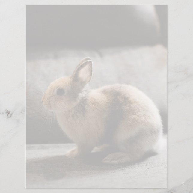 Kutest Baby Animals | Nederland Dwarf Rabbit (Voorkant)