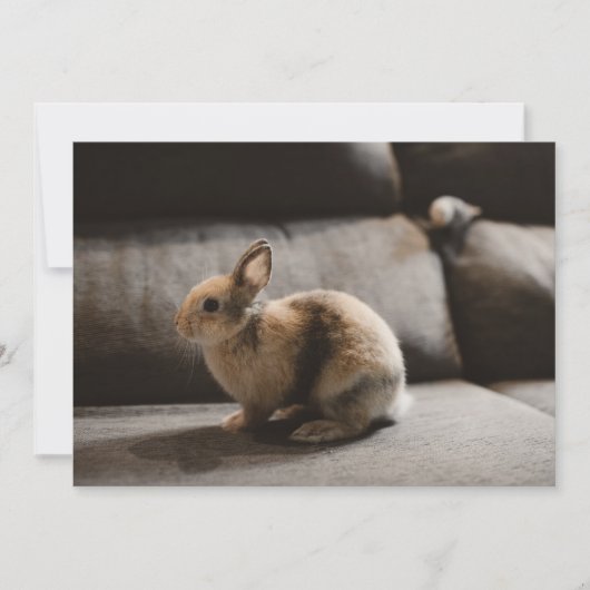 Kutest Baby Animals | Nederland Dwarf Rabbit Bedankkaart (Voorkant)