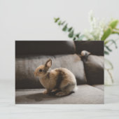 Kutest Baby Animals | Nederland Dwarf Rabbit Bedankkaart (Staand voorkant)