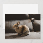Kutest Baby Animals | Nederland Dwarf Rabbit Bedankkaart (Voorkant / Achterkant)