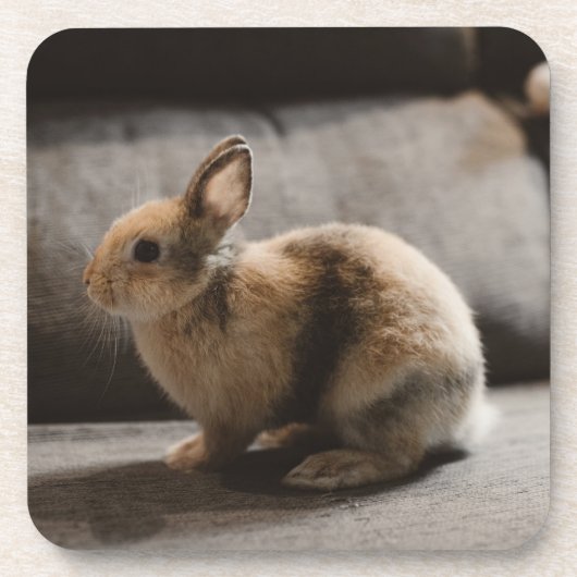 Kutest Baby Animals | Nederland Dwarf Rabbit Bier Onderzetter (Voorkant)