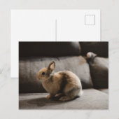 Kutest Baby Animals | Nederland Dwarf Rabbit Briefkaart (Voorkant / Achterkant)