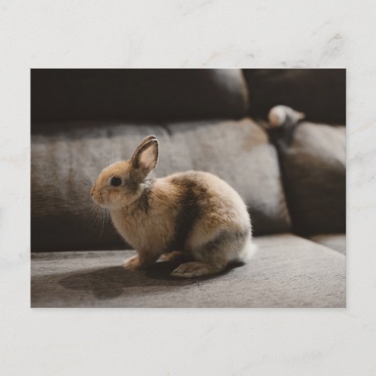 Kutest Baby Animals | Nederland Dwarf Rabbit Briefkaart (Voorkant)