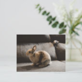 Kutest Baby Animals | Nederland Dwarf Rabbit Briefkaart (Staand voorkant)