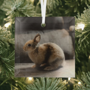 Kutest Baby Animals   Nederland Dwarf Rabbit Glas Ornament