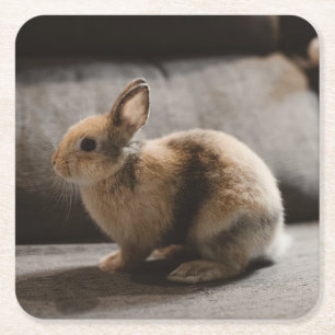 Kutest Baby Animals   Nederland Dwarf Rabbit Kartonnen Onderzetters