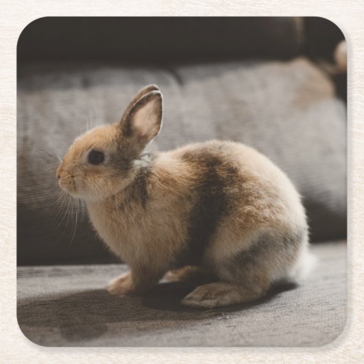Kutest Baby Animals | Nederland Dwarf Rabbit Kartonnen Onderzetters (Voorkant)
