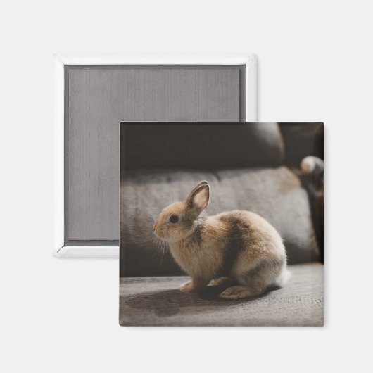 Kutest Baby Animals | Nederland Dwarf Rabbit Magneet (Voorkant / Achterkant)