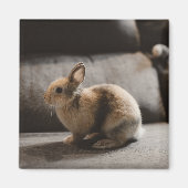 Kutest Baby Animals | Nederland Dwarf Rabbit Magneet (Voorkant)