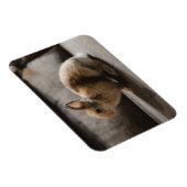 Kutest Baby Animals | Nederland Dwarf Rabbit Magneet (Rechterzijde)