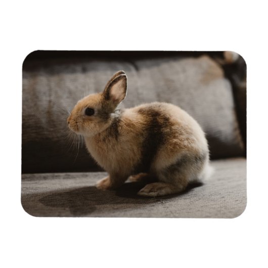 Kutest Baby Animals | Nederland Dwarf Rabbit Magneet (Horizontaal)