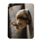 Kutest Baby Animals | Nederland Dwarf Rabbit Magneet (Verticaal)