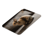 Kutest Baby Animals | Nederland Dwarf Rabbit Magneet (Linkerzijde)