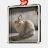 Kutest Baby Animals | Nederland Dwarf Rabbit Metalen Ornament (Links)