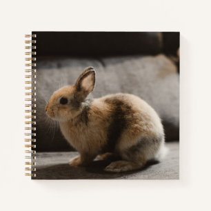 Kutest Baby Animals   Nederland Dwarf Rabbit Notitieboek