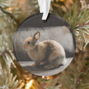 Kutest Baby Animals   Nederland Dwarf Rabbit Ornament