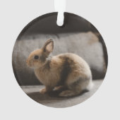 Kutest Baby Animals | Nederland Dwarf Rabbit Ornament (achterkant)