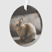 Kutest Baby Animals | Nederland Dwarf Rabbit Ornament (voorkant)