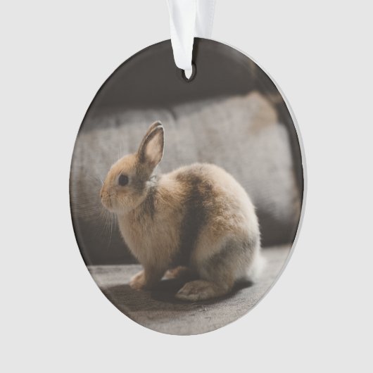Kutest Baby Animals | Nederland Dwarf Rabbit Ornament (voorkant)