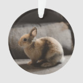 Kutest Baby Animals | Nederland Dwarf Rabbit Ornament (voorkant)