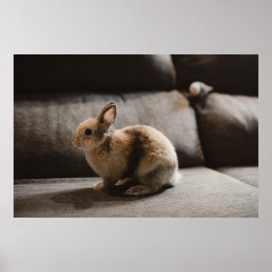 Kutest Baby Animals | Nederland Dwarf Rabbit Poster (Voorkant)
