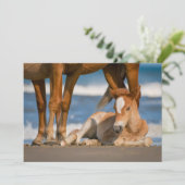 Kutest Baby Animals | Newborn Corolla Wild Horse Bedankkaart (Staand voorkant)