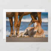 Kutest Baby Animals | Newborn Corolla Wild Horse Bedankkaart (Voorkant / Achterkant)