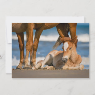 Kutest Baby Animals   Newborn Corolla Wild Horse Bedankkaart