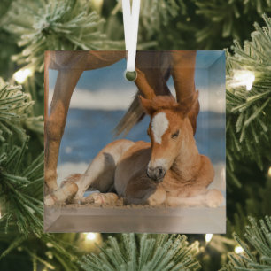 Kutest Baby Animals   Newborn Corolla Wild Horse Glas Ornament