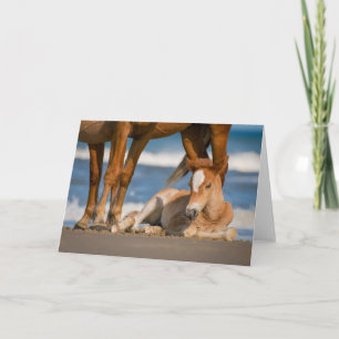 Kutest Baby Animals   Newborn Corolla Wild Horse Kaart