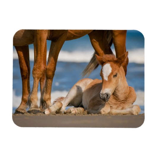 Kutest Baby Animals | Newborn Corolla Wild Horse Magneet (Horizontaal)