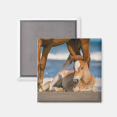 Kutest Baby Animals | Newborn Corolla Wild Horse Magneet (Voorkant / Achterkant)